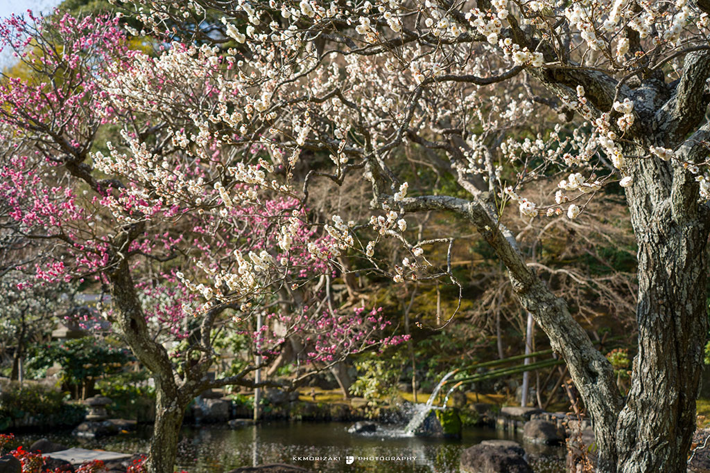 梅の便り【宝戒寺/長谷寺】冬の日差しが嬉しい大寒の候 - 鎌倉への付箋