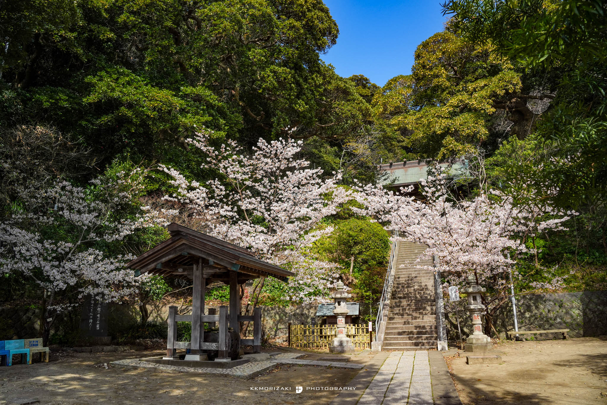 サクラ咲く【甘縄神明宮】玉縄桜、見事でした - 鎌倉への付箋