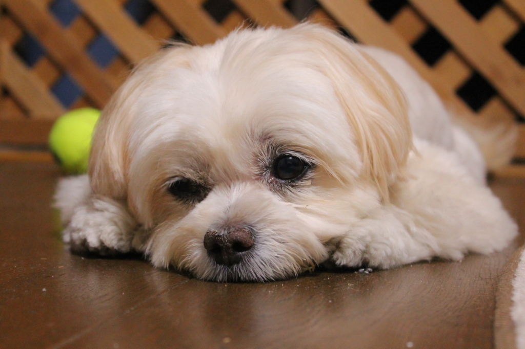 f:id:kknm2130:20161211111659j:plain