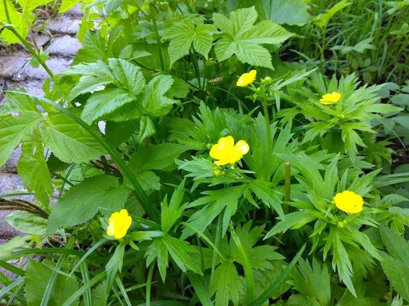 銀明水直下の花