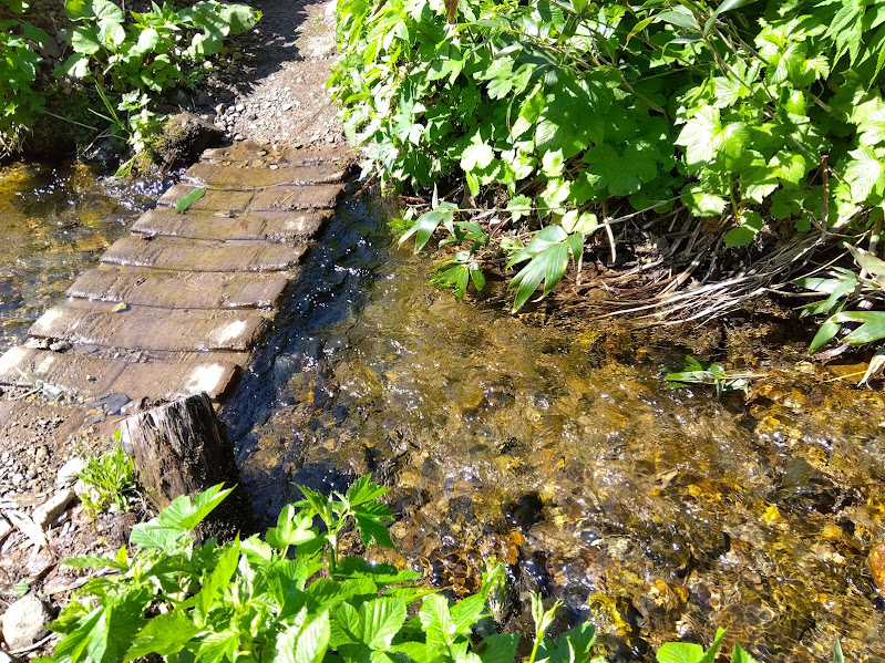 焼石岳の沢水01