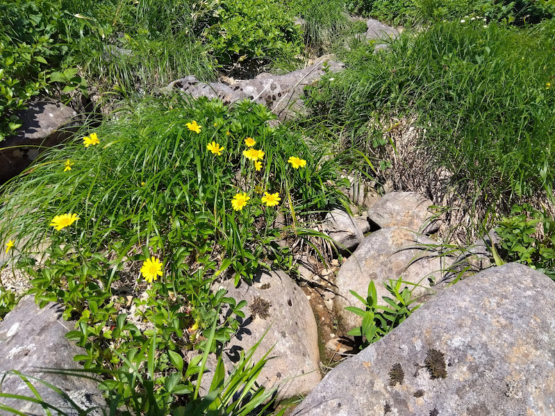焼石岳_ウサギギク_20250629