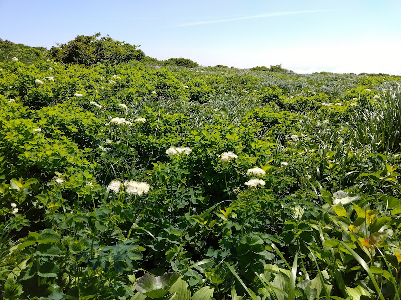 姥石平の初夏の花_20250629