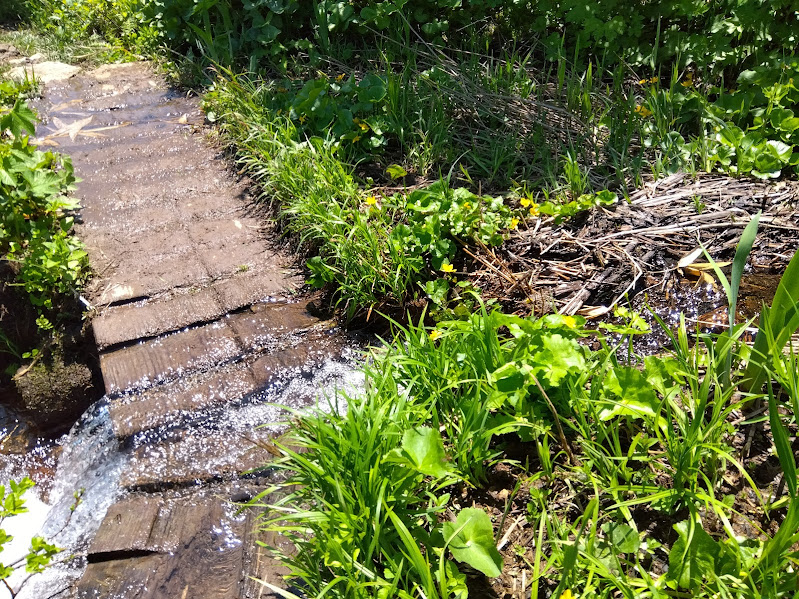 焼石岳_木道に溢れる水_20250629