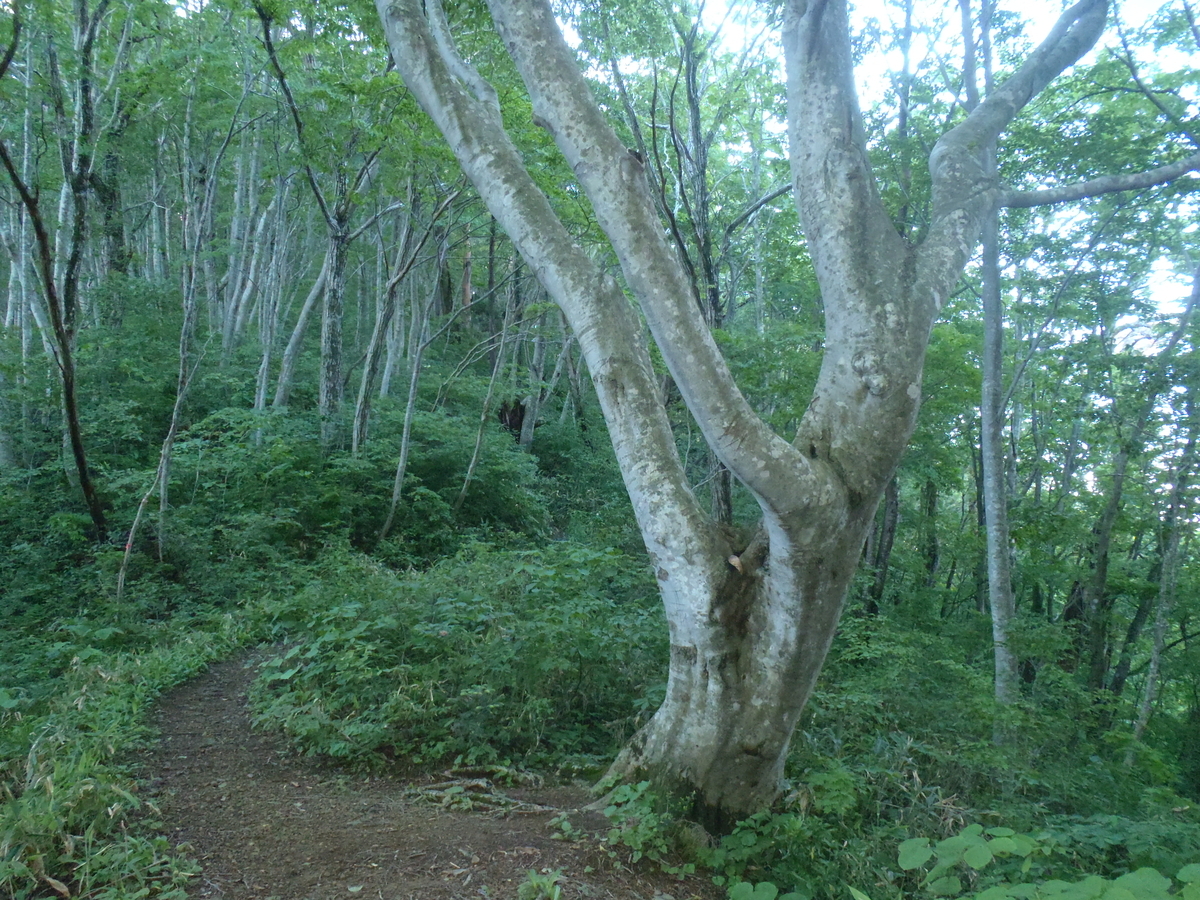 木曽石コース樹林１_20260531