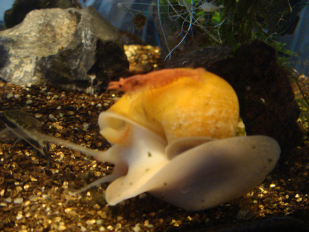 f:id:kkpn:20100524235305j:image