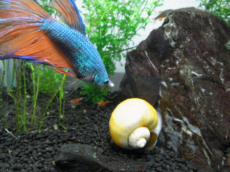 f:id:kkpn:20100525000000j:image