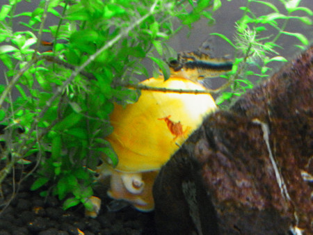 f:id:kkpn:20100525000001j:image