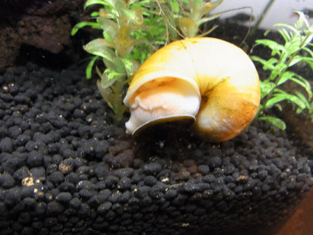f:id:kkpn:20100525000002j:image