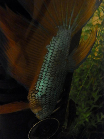 f:id:kkpn:20100531215522j:image