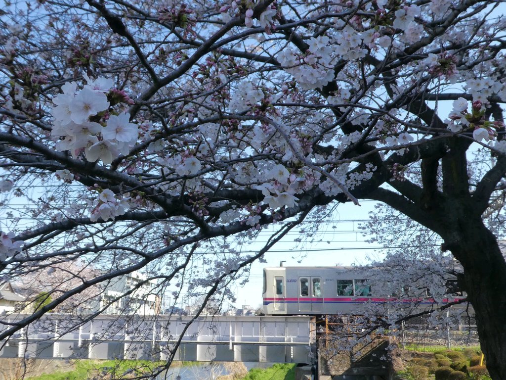 f:id:kksscif:20190415013420j:plain