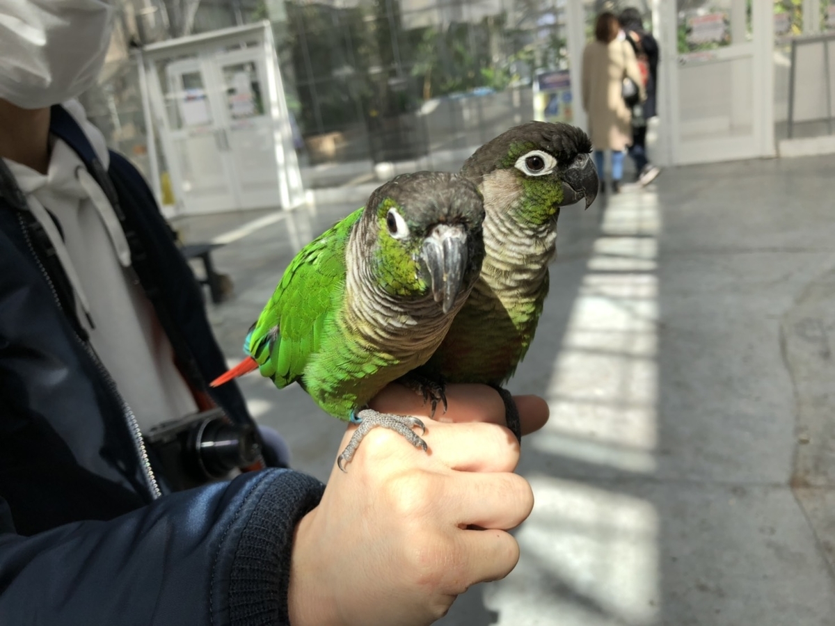 f:id:kksscif:20190420202027j:plain