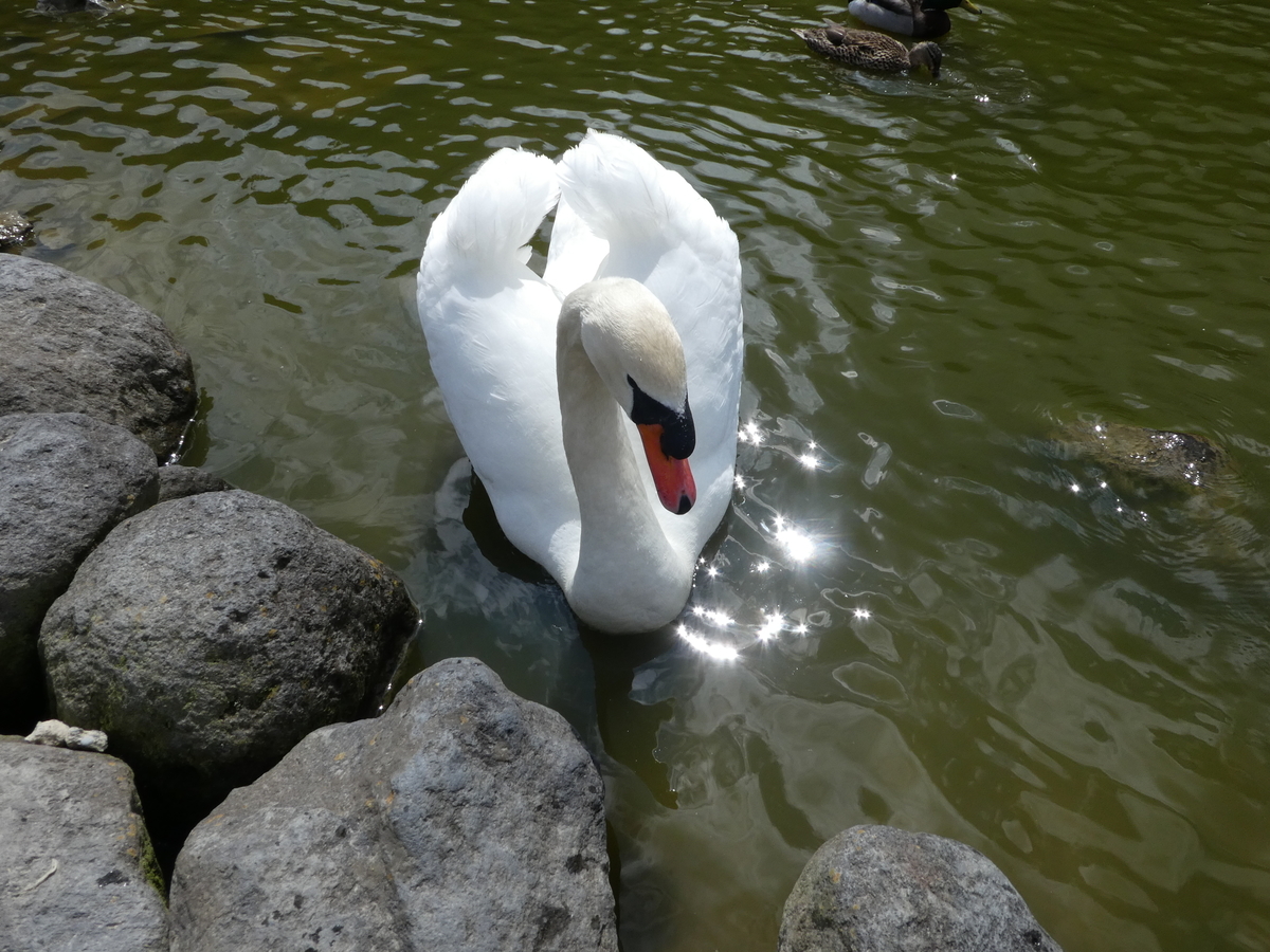 f:id:kksscif:20190420202622j:plain