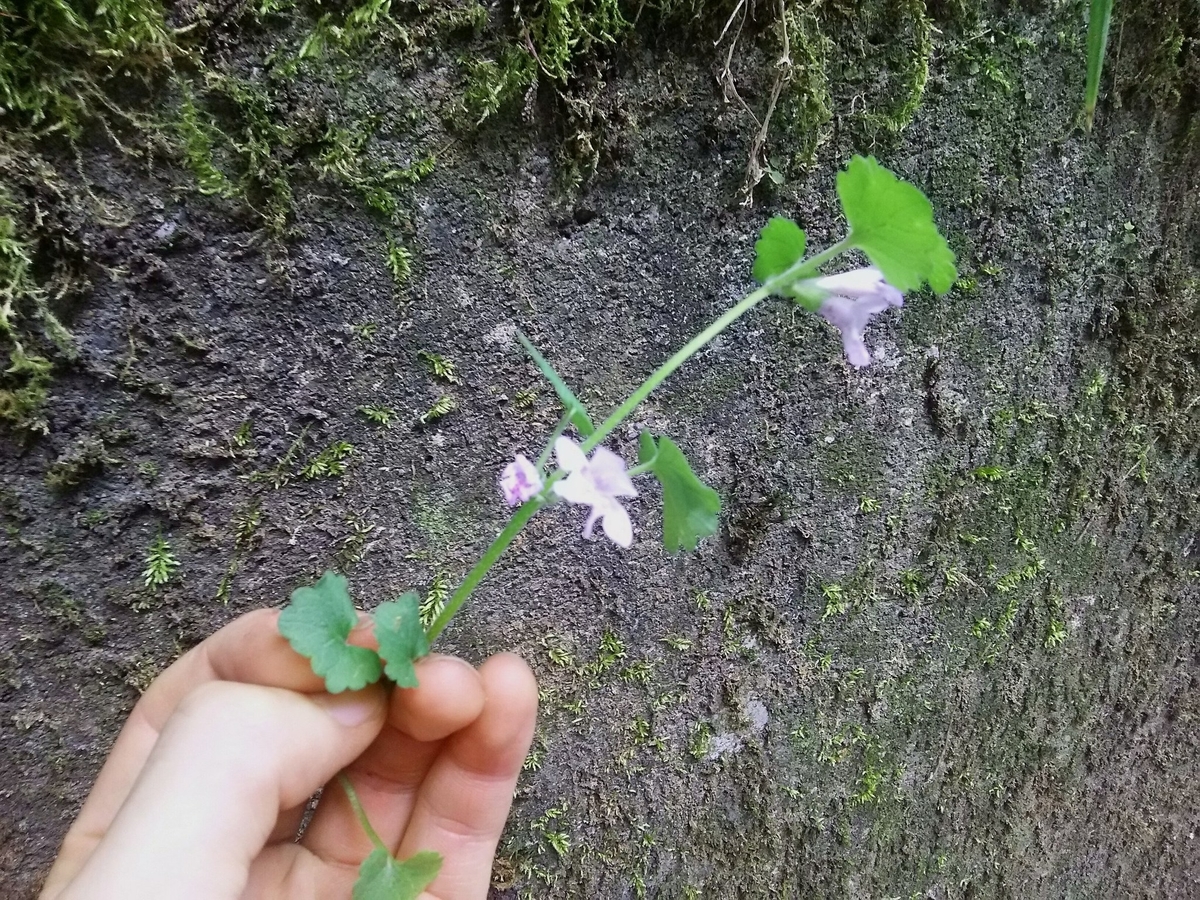 f:id:kksscif:20190528194322j:plain