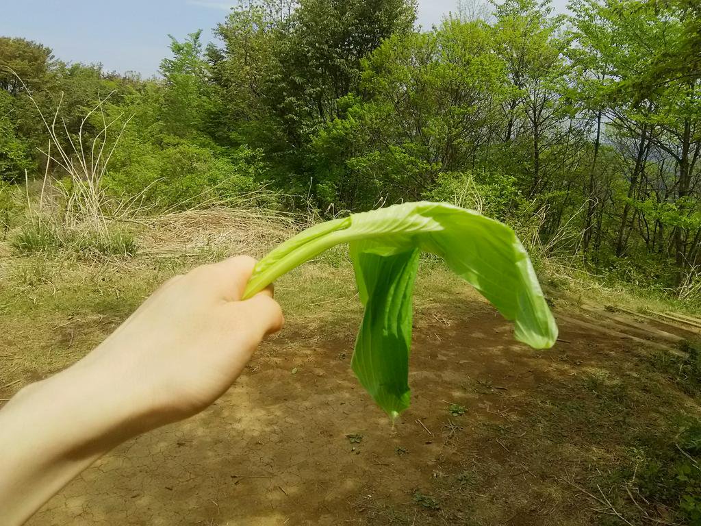 f:id:kksscif:20190528194327j:plain