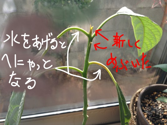植物たちの成長記録 ねぇ おとうちゃんのメガネどこ
