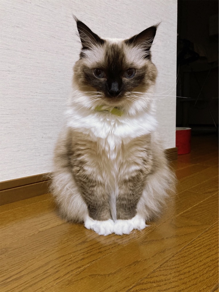 f:id:kkummy:20200919225559j:image