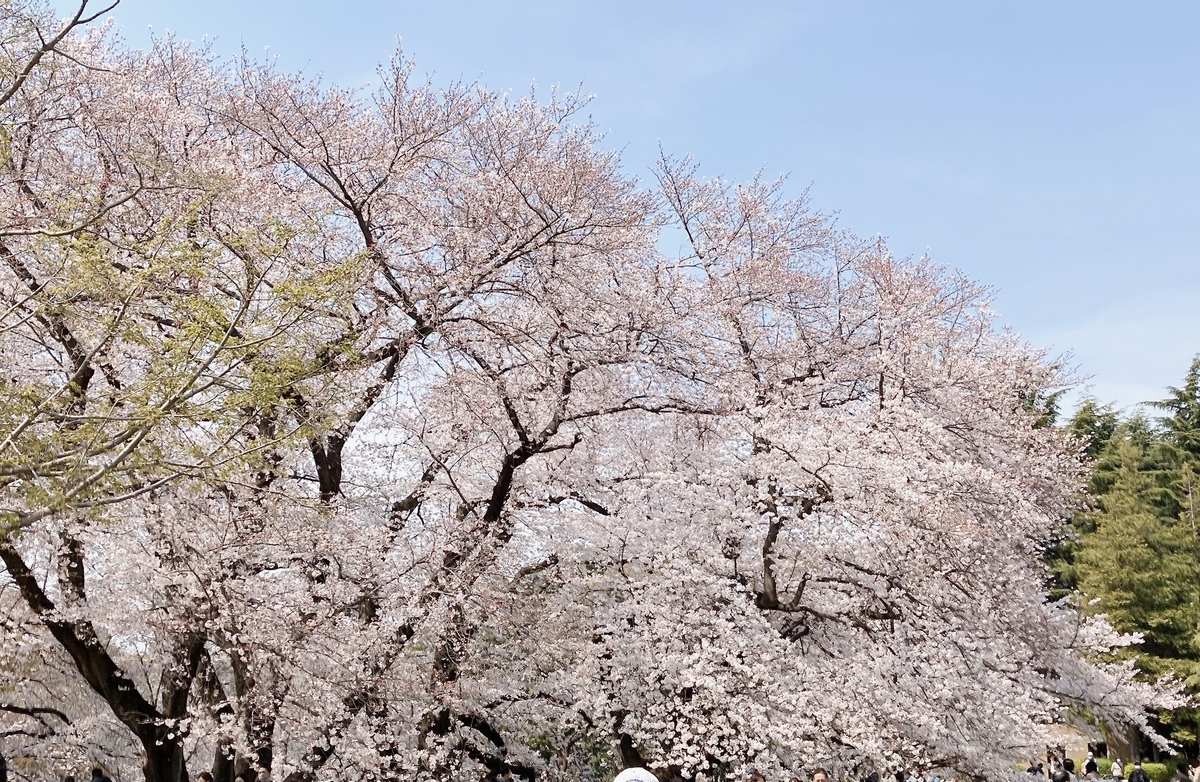 f:id:kkuzuu:20210328074332j:plain