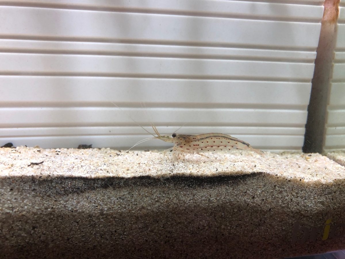 f:id:kkzuki:20191207112116j:plain