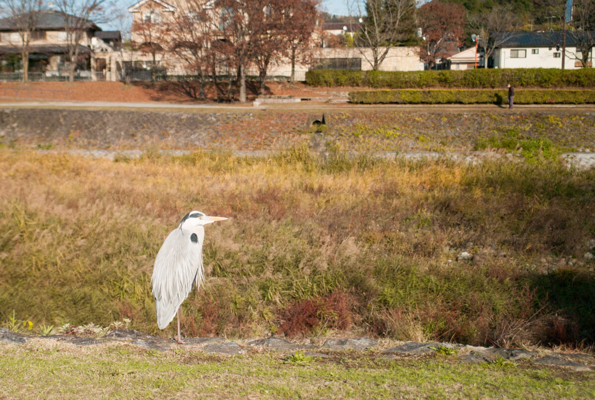 f:id:kkzy9:20161202194543j:plain