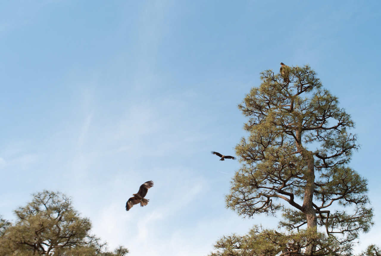 f:id:kkzy9:20180517121739j:plain