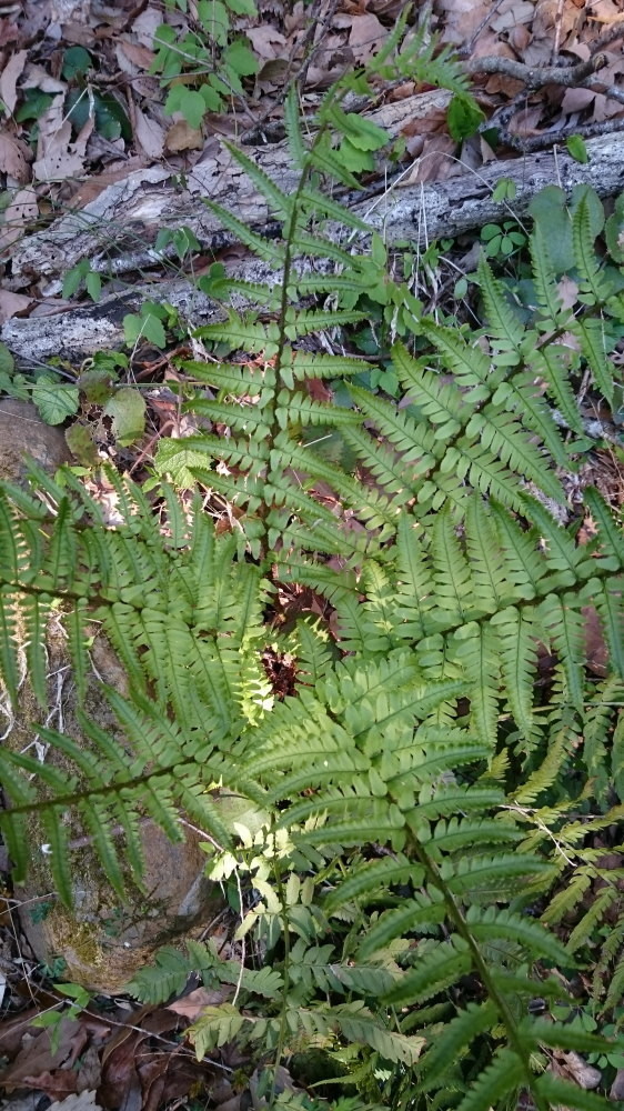 f:id:kl117cr233:20190416230154j:plain f:id:kl117cr233:20190416230154j:plain