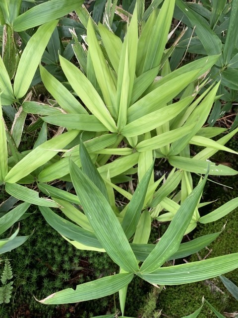 f:id:kl117cr233:20211120061306j:plain