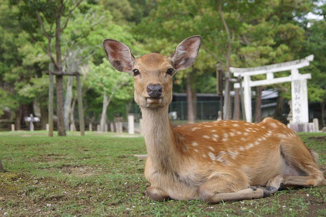 奈良公園鹿