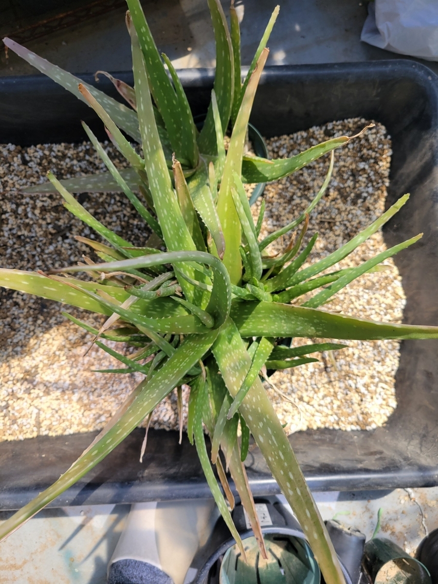 【全品送料無料】 アロエベラの育成記録 - 植物日記 その他