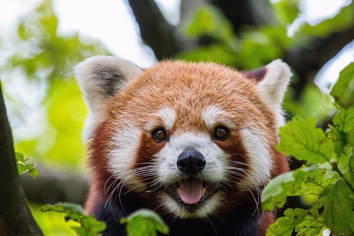 レッサーパンダ画像