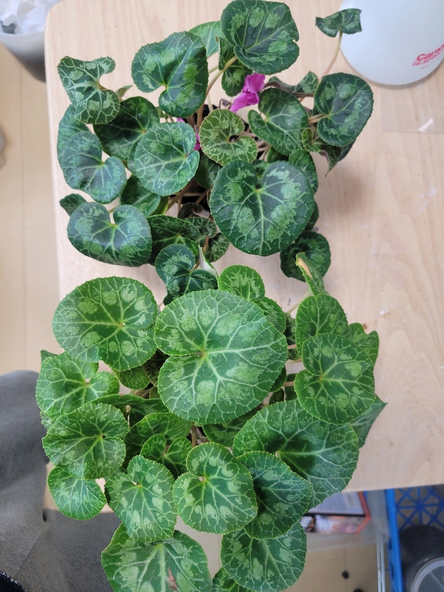 2株入手