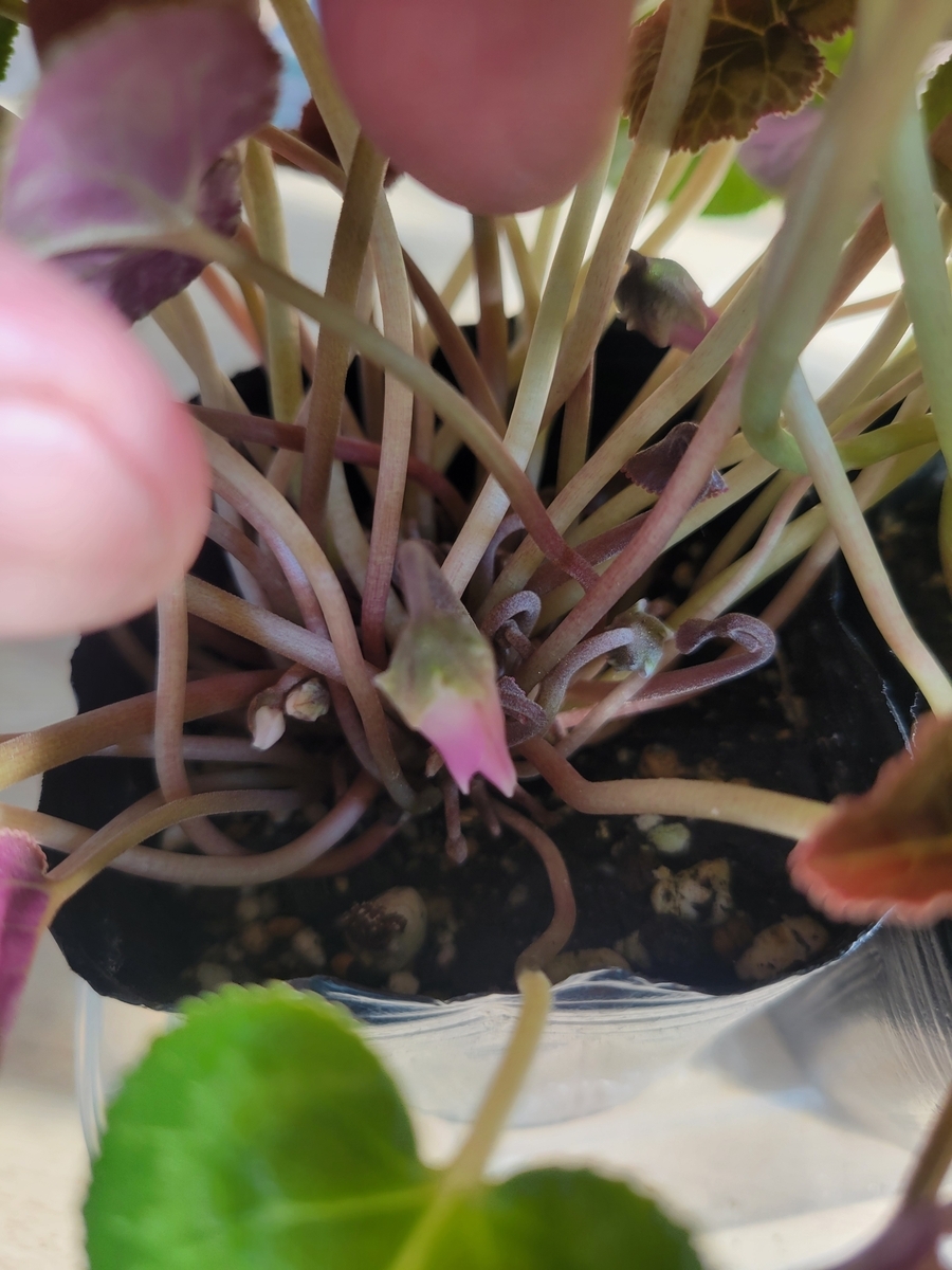 入手時蕾あり(7月)