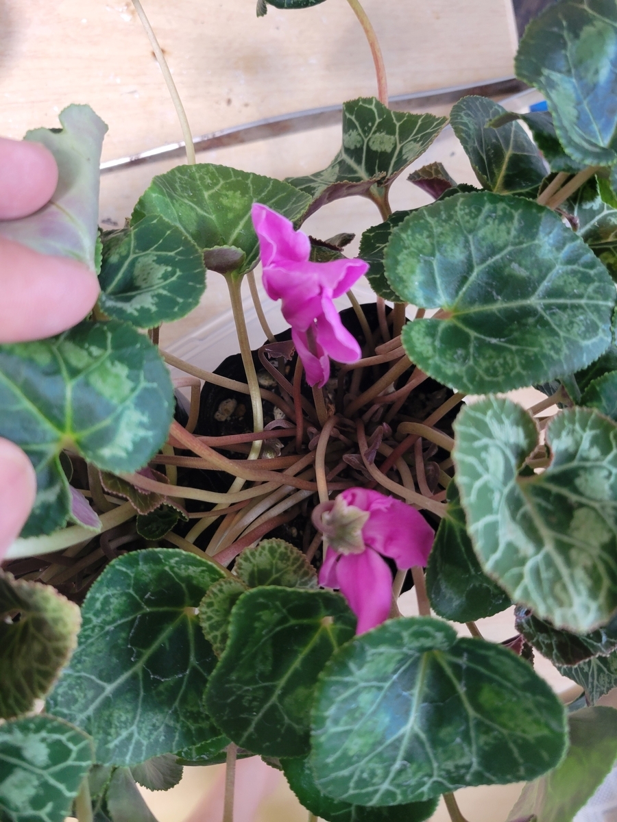 8月9日開花