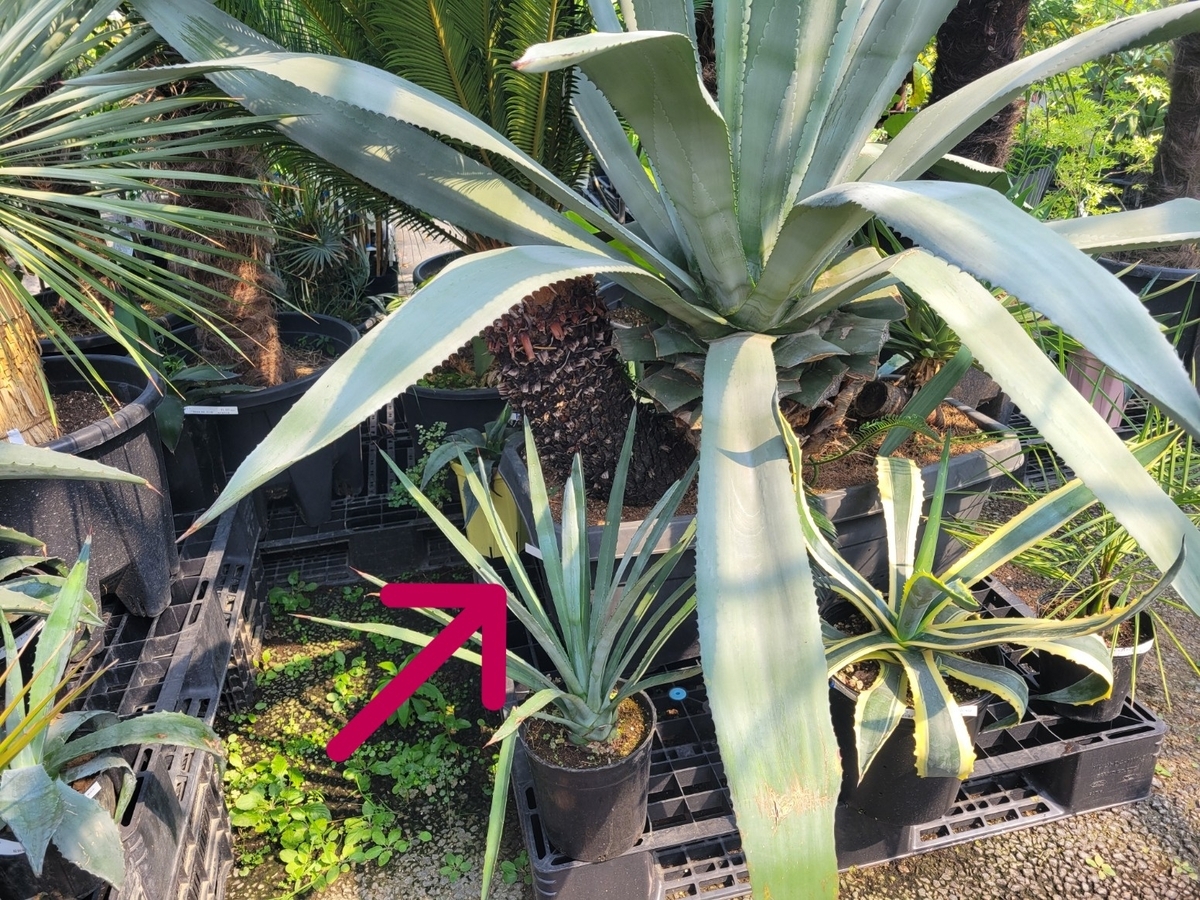 寄せ植え
