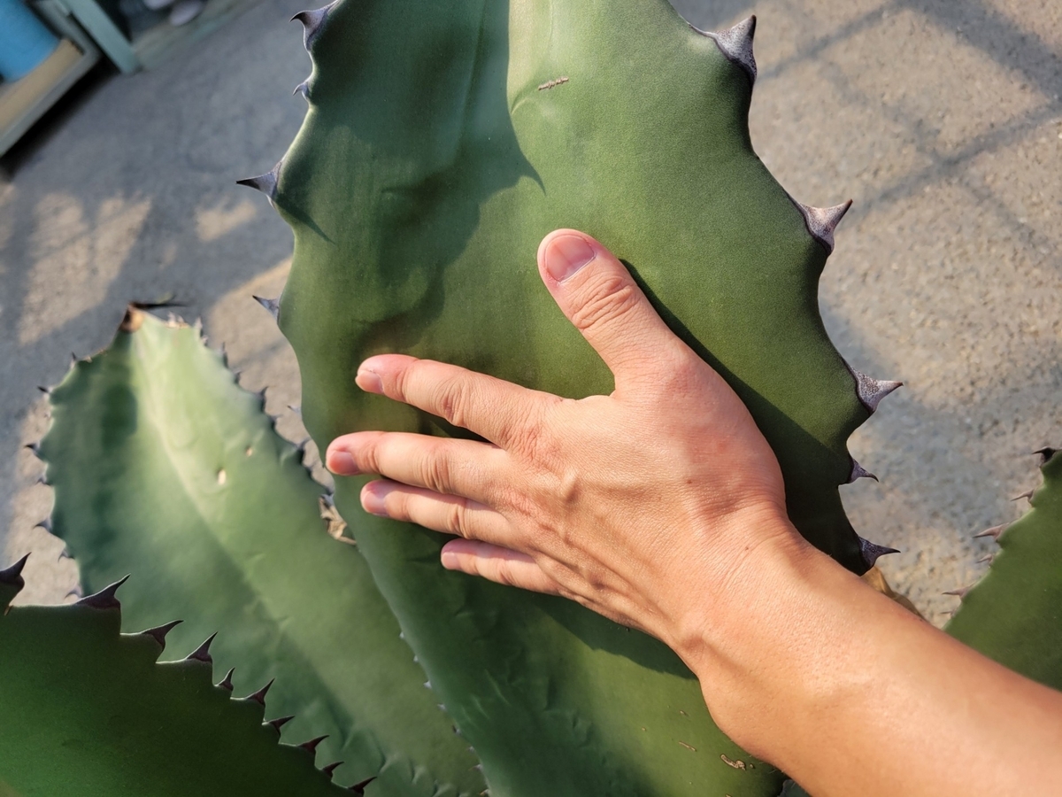 植物に触れないようにギリギリの所で手とのサイズを撮影