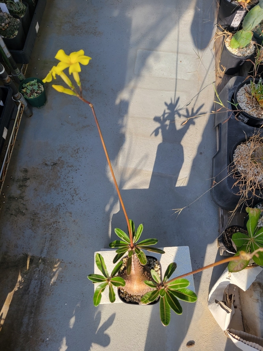 カクチぺス