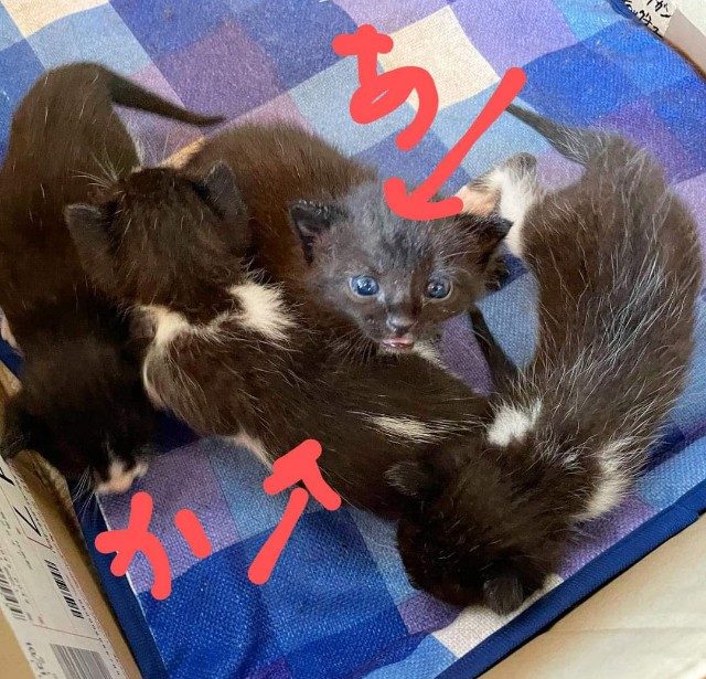 f:id:klaputa:20220302134131j:image f:id:klaputa:20220302134131j:image