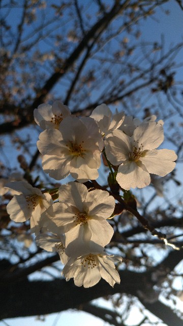 f:id:klaputa:20220327164132j:image f:id:klaputa:20220327164132j:image
