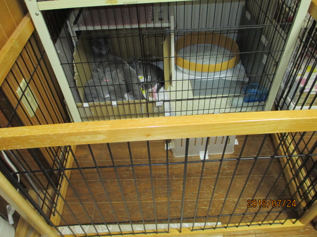 f:id:klavier64:20180725222744j:plain