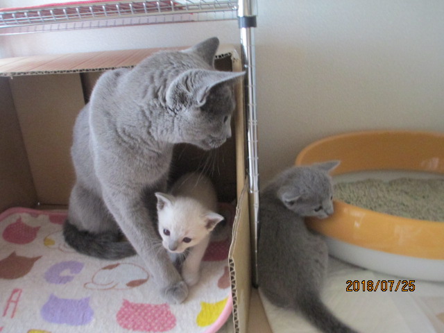 f:id:klavier64:20180725223538j:plain