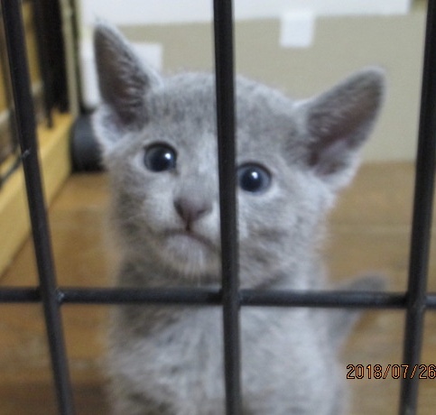 f:id:klavier64:20180728220203j:plain