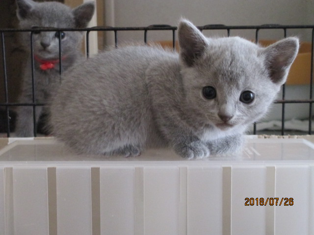 f:id:klavier64:20180728220446j:plain