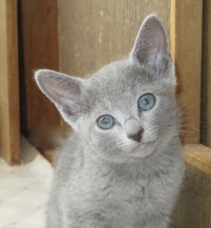 f:id:klavier64:20180823152915j:plain