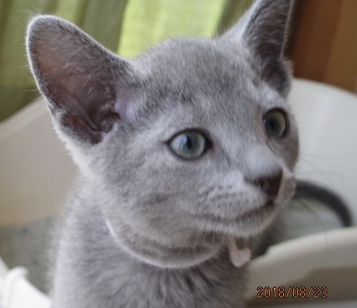 f:id:klavier64:20180823153057j:plain