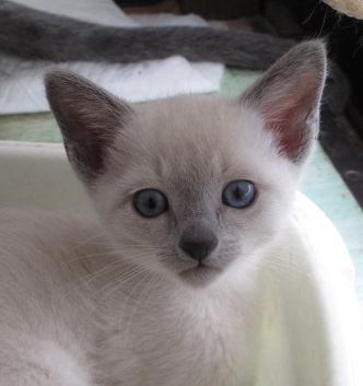 f:id:klavier64:20180823153306j:plain