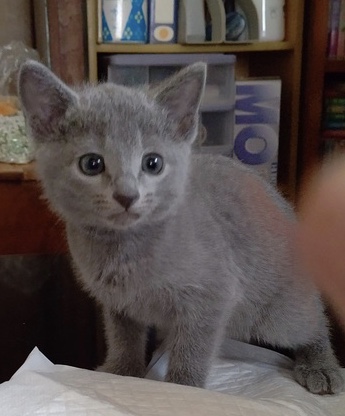 f:id:klavier64:20190821024054j:plain