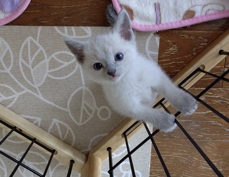 f:id:klavier64:20190821024727j:plain