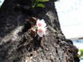 [桜]