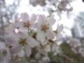 [桜]
