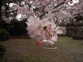 [桜]